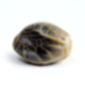 Marijuana oil cbd bottle