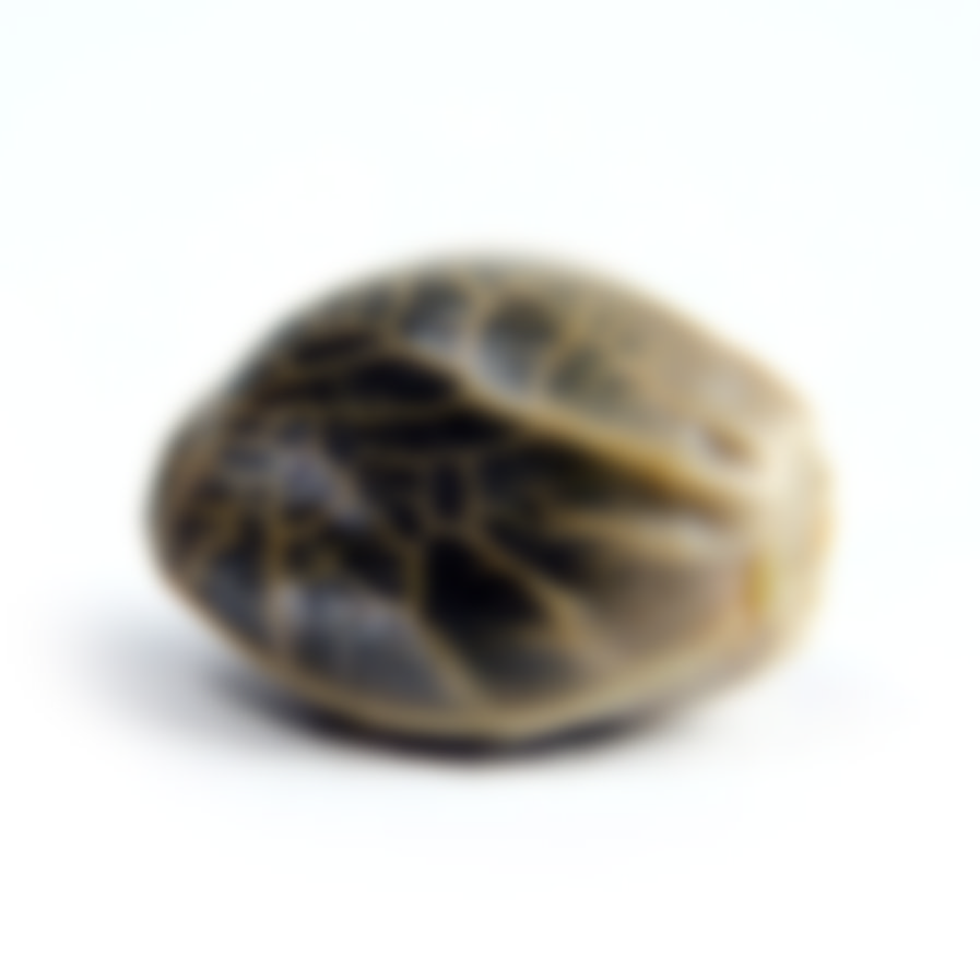 Marijuana oil cbd bottle