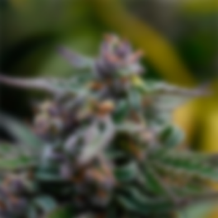 Medical marijuana extract - Image 4